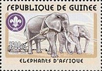 African Elephant (Loxodonta)