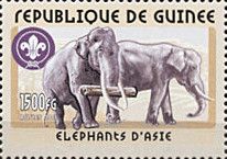 Asian Elephant (Elephas maximus)