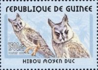 Long-eared Owl (Asio otus)