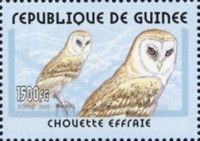 Western Barn Owl (Tyto alba)