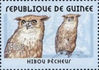 Brown Fish Owl (Bubo zeylonensis)