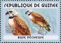 Black-collared Hawk (Busarellus nigricollis)