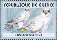 Gyrfalcon (Falco rusticolus)