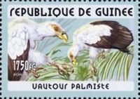Palm-nut Vulture (Gypohierax angolensis)