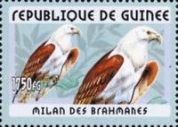 Brahminy Kite (Haliastur indus)
