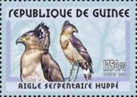 Crested Serpent Eagle (Spilornis cheela)