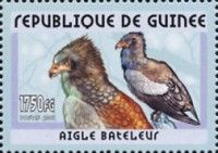 Bateleur (Terathopius ecaudatus)