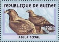 Golden Eagle (Aquila chrysaetos)