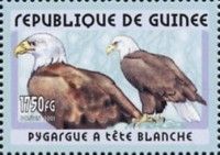 Bald Eagle (Haliaeetus leucocephalus)