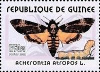 African death's-head hawkmoth (Acherontia atropos)