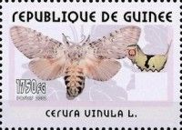 Puss Moth (Cerura vinula)
