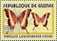 Cream-banded Swallowtail (Papilio leucotaenia)