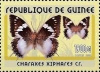 Forest King Emperor (Charaxes xiphares)