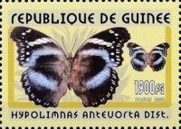 Tanzanian Diadem (Hypolimnas antevorta)