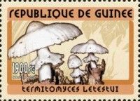 Termitomyces letestui