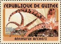 Anthurus archeri