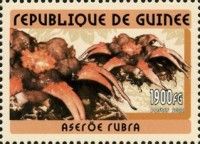 Aseroe rubra