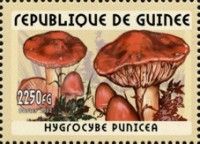 Hygrocybe punicea