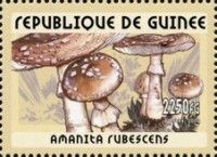 Amanita rubescens