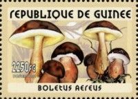 Boletus aerus