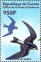 Common House Martin (Delichon urbicum)