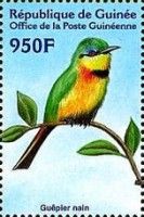 Little Bee-eater (Merops pusillus)
