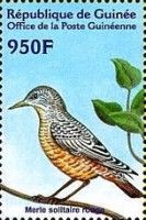Common Rock Thrush (Monticola saxatilis)