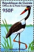 Saddle-billed Stork (Ephippiorhynchus senegalensis)