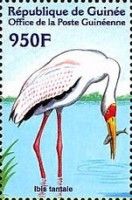 Yellow-billed Stork (Mycteria ibis)