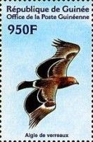 Verreaux's Eagle (Aquila verreauxii)