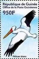 Great White Pelican (Pelecanus onocrotalus)