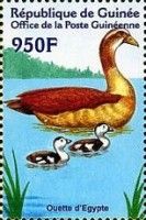 Egyptian Goose (Alopochen aegyptiaca)