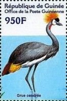 Grey Crowned Crane (Balearica regulorum)