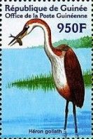 Goliath Heron (Ardea goliath)