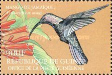 Jamaican Mango (Anthracothorax mango)