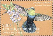Green-throated Carib (Eulampis holosericeus)
