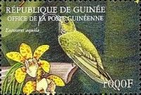 White-tipped Sicklebill (Eutoxeres aquila)