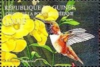 Allen's Hummingbird (Selasphorus sasin)