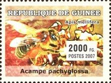Acampe pachyglossa + Apis mellifera