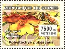 Polystachya pubescens + Apis mellifera