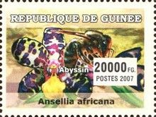 Ansellia africana + Apis mellifera