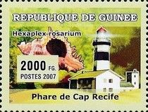 Cape Recife,1851 - South Africa, Smelly Murex (Hexaplex rosa