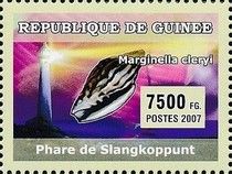 Slangkop Point,1919 - South Africa, Sea Snail (Marginella cl