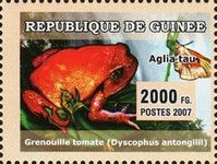 Madagascar Tomato Frog (Dyscophus antongilii)