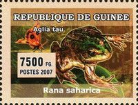 Sahara frog (Pelophylax saharicus)