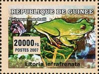 White-lipped Tree Frog (Litoria infrafrenata)