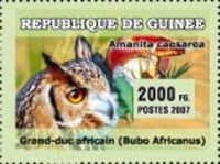 Spotted Eagle-Owl (Bubo africanus), Ceasar's Mushroom (Amani