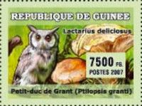 Southern White-faced Owl (Ptilopsis granti), Saffron Milk Ca