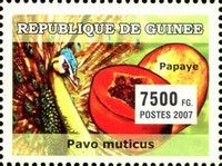 Green Peafowl (Pavo muticus), Papaya (Carica papaya)