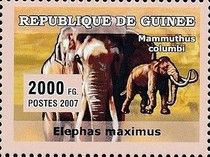 Elephants